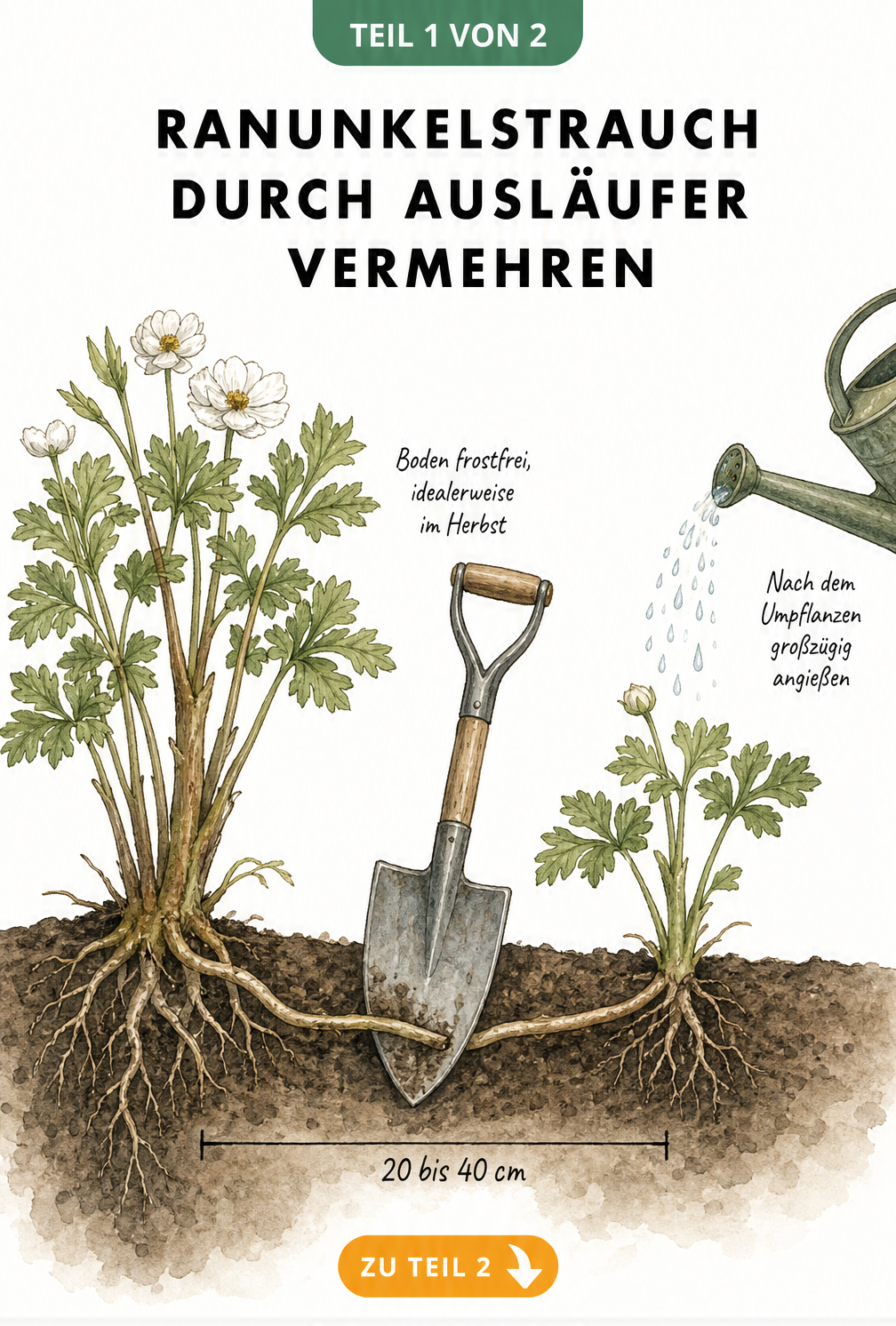 Querschnitt durch das Erdreich: Ein Ranunkelstrauch wird durch das Abtrennen eines Wurzelausläufers mit einem Spaten vermehrt.