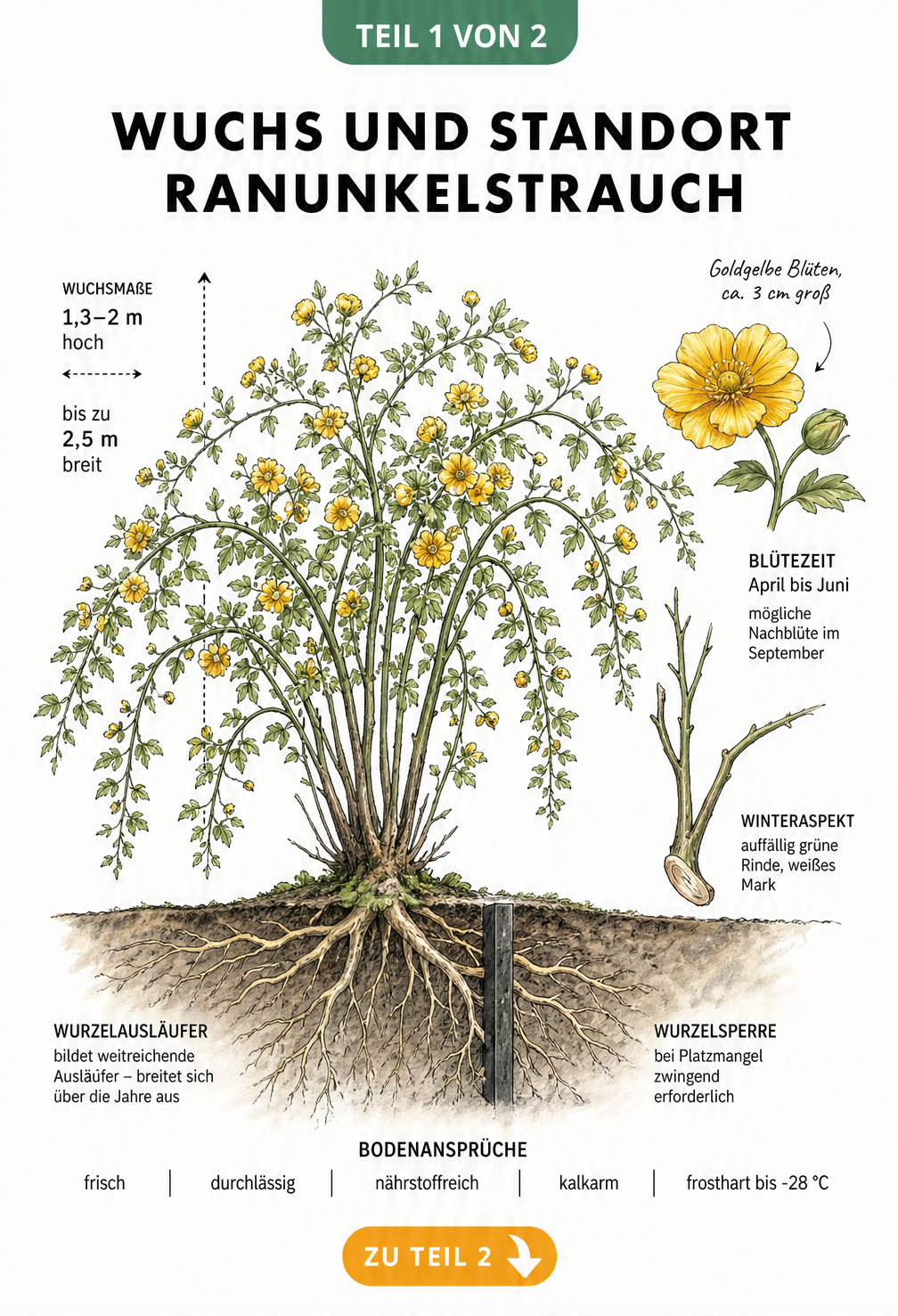 Botanische Illustration des Ranunkelstrauchs mit Wurzeln, Wuchsform und Blüten