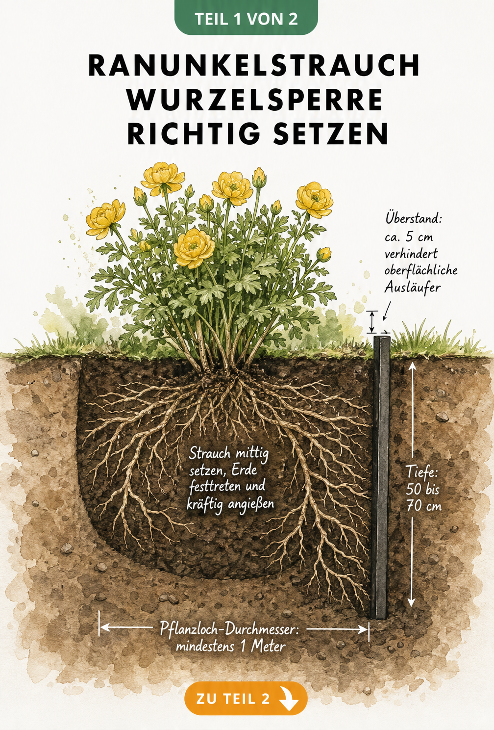 Illustration verschiedener Wurzelsperren-Materialien wie Kunststofffolie, Maurereimer und Metallbarriere auf einem Pflanztisch
