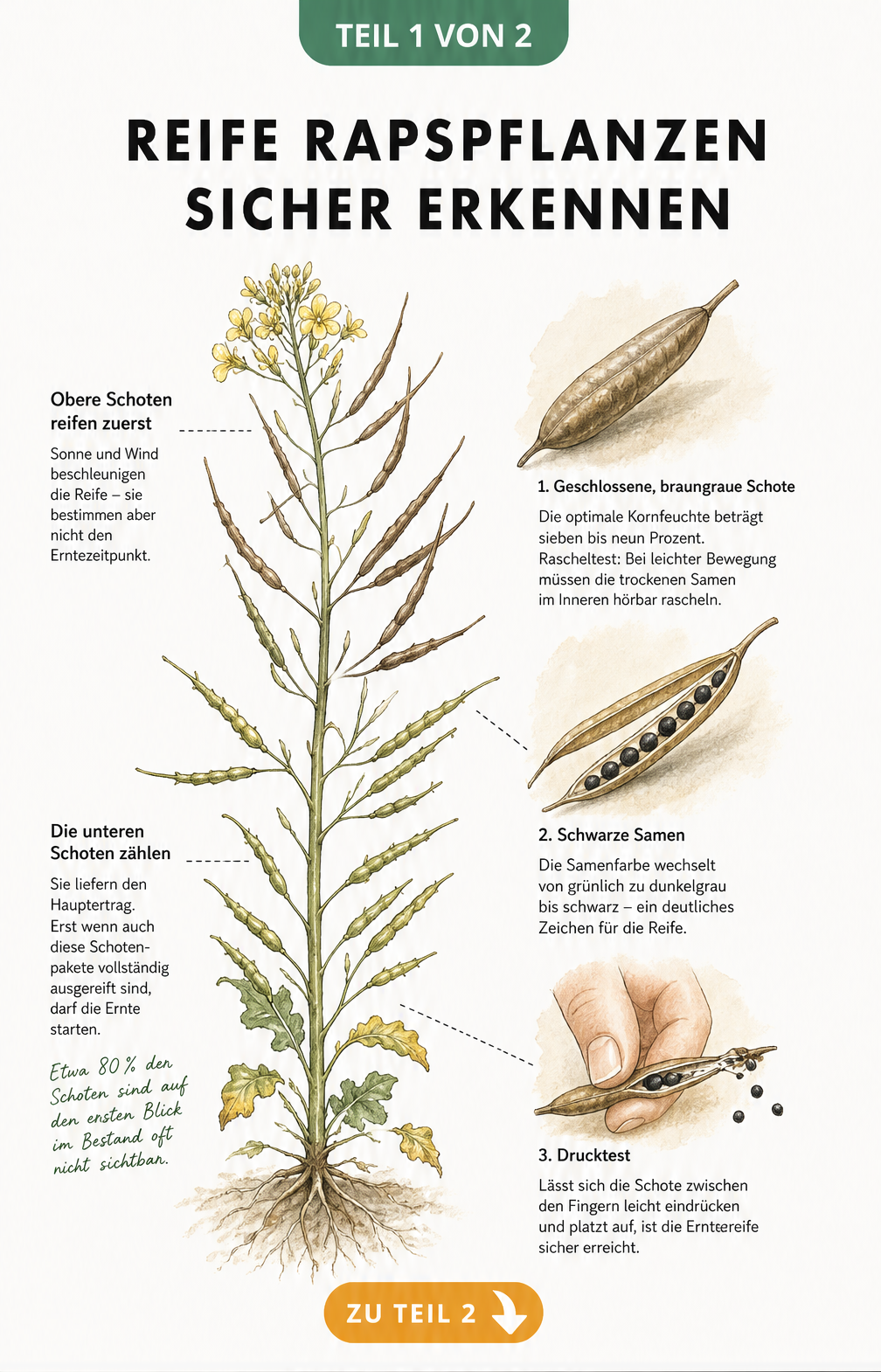 Illustration einer reifen Rapspflanze mit Detailansichten von Schoten, Samen und dem Drucktest zur Bestimmung der Erntereife