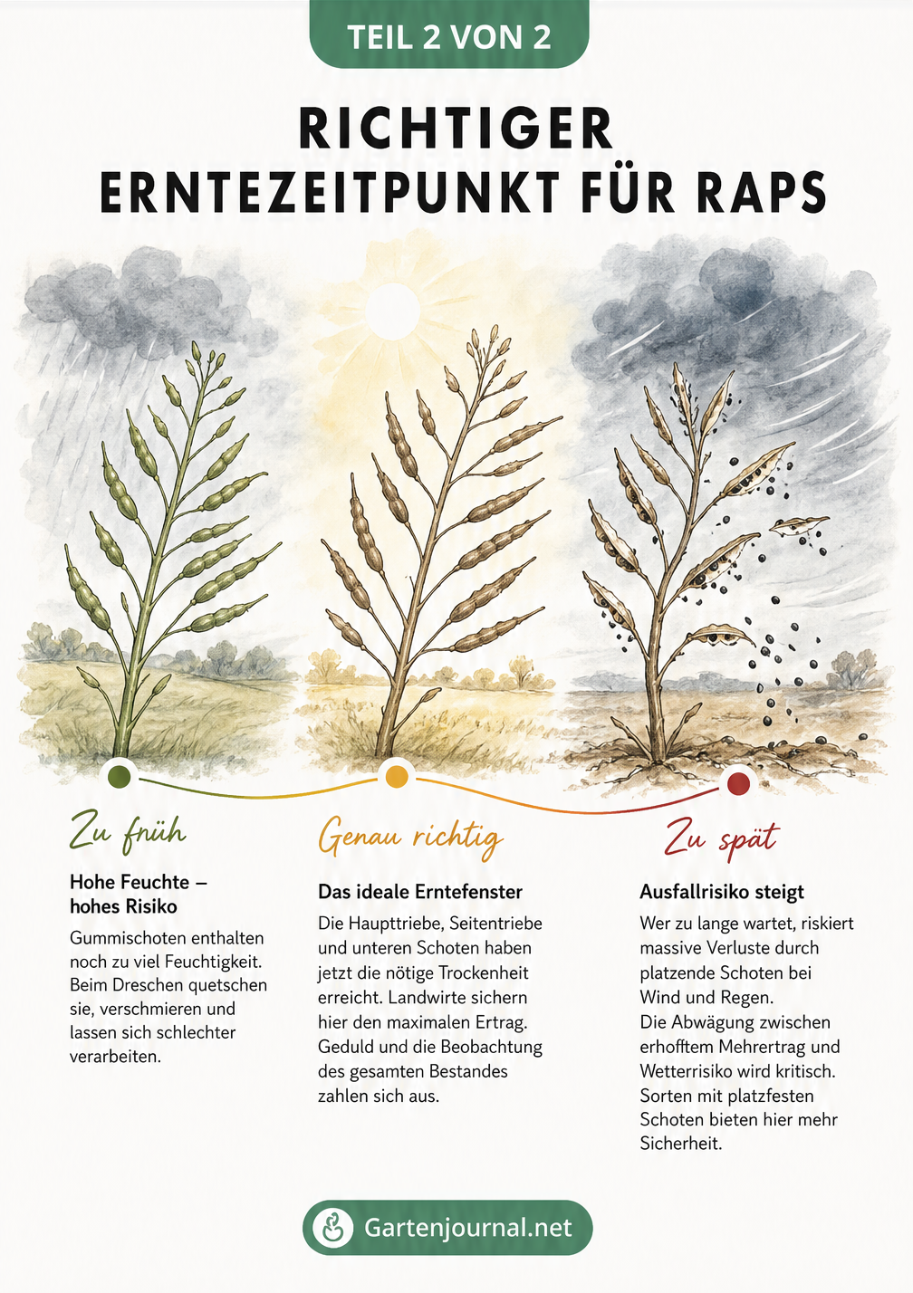 Grafik zum zeitlichen Verlauf der Rapsreife, die den Übergang von unreifen Gummischoten über das ideale Erntefenster bis hin zu überreifen, platzenden Schoten...