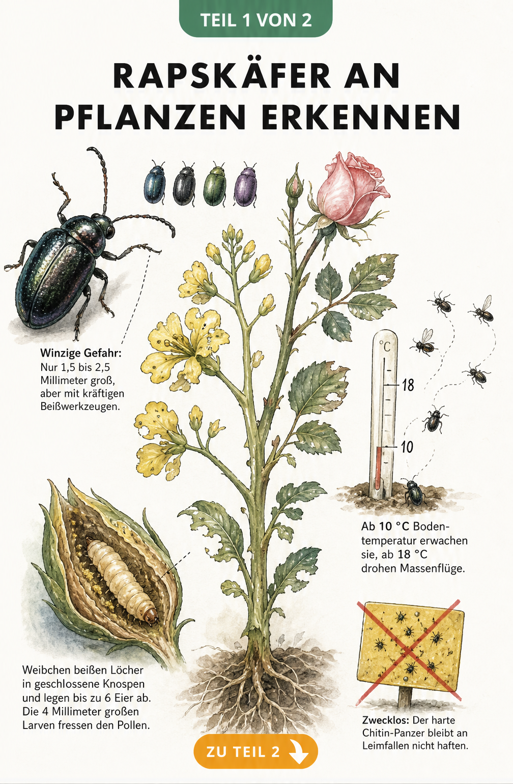 Illustration eines Rapskäfers an einer Blüte mit Details zu Größe, Temperaturverhalten und Larven