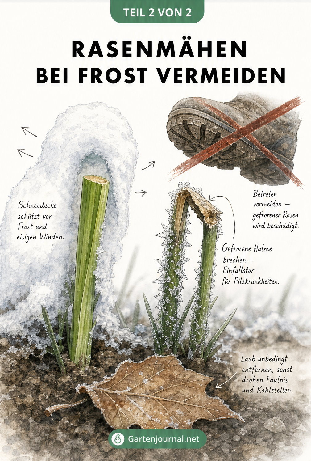 Nahaufnahme von zwei Grashalmen im Winter: Ein gesunder Halm unter Schnee und ein abgeknickter, gefrorener Halm