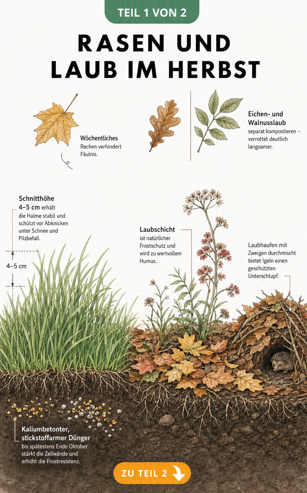 Querschnitt durch einen Gartenboden mit Rasen und Laubschicht im Beet