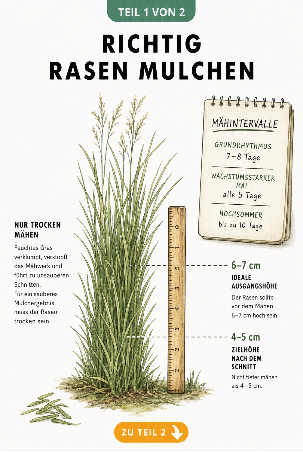 Illustration eines Grasbüschels mit Zollstock zur Anzeige der idealen Schnitthöhe beim Mulchen sowie Kalenderblatt für Mähintervalle