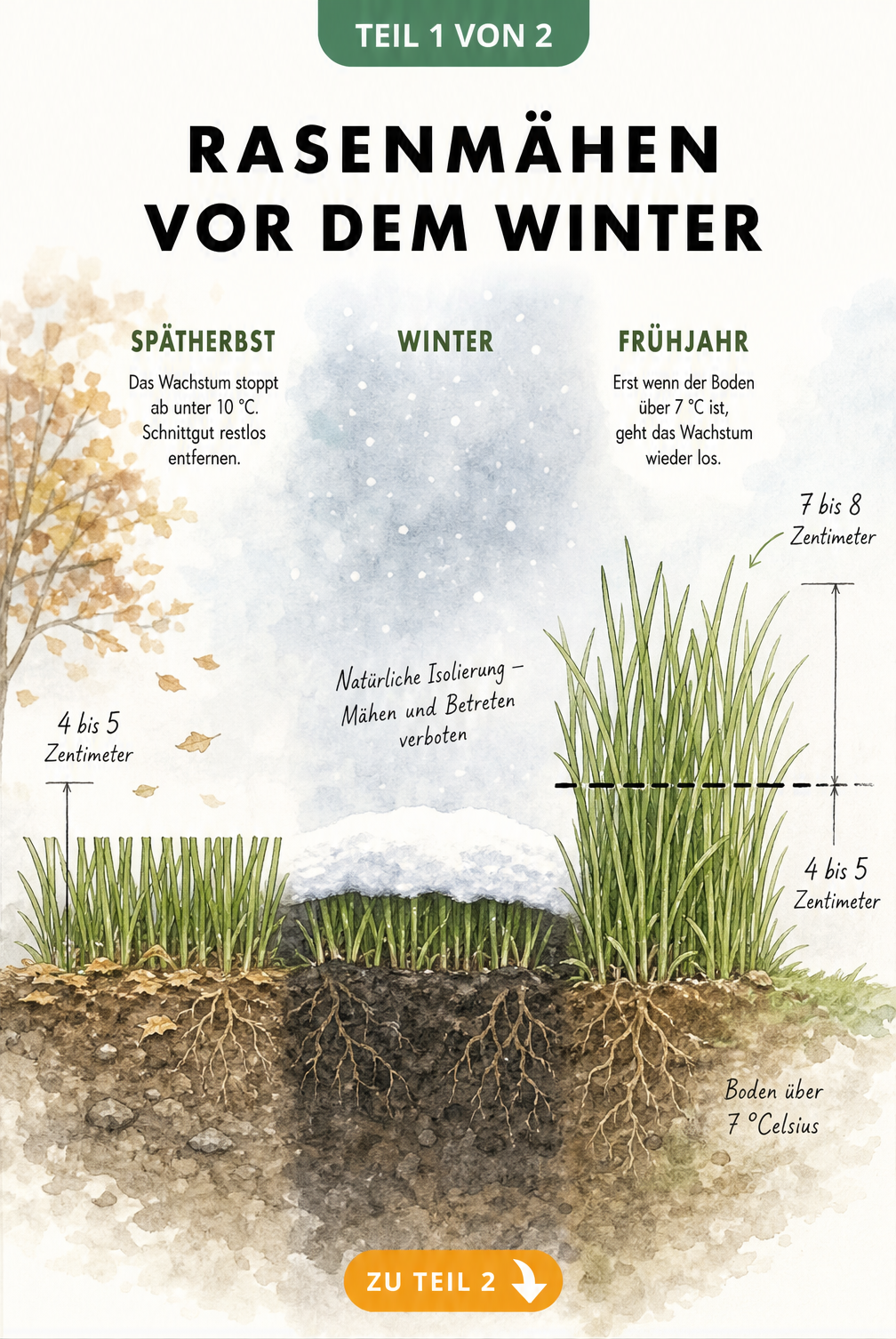 Botanische Schnittzeichnung zeigt Rasenwachstum im Herbst, Winter und Frühjahr mit Schnitthöhen und Bodentemperaturen