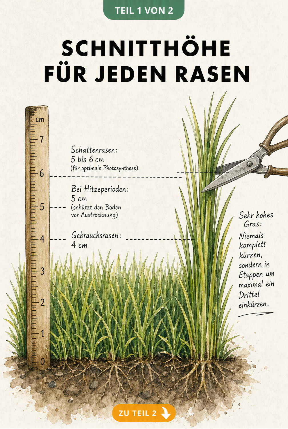 Illustration eines Erdquerschnitts mit Gras, die verschiedene Schnitthöhen für Gebrauchsrasen, Schattenrasen und bei Hitzeperioden an einem Zollstock zeigt.