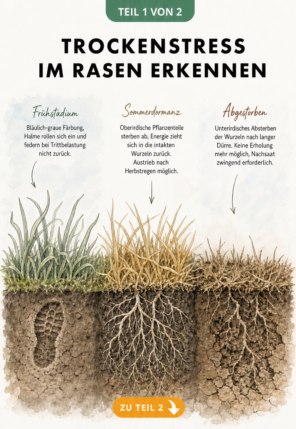 Querschnitt durch Rasen und Erdreich, der die drei Phasen von Trockenstress zeigt: von bläulich-grauen Halmen über Sommerdormanz bis zum Absterben der Wurzeln.