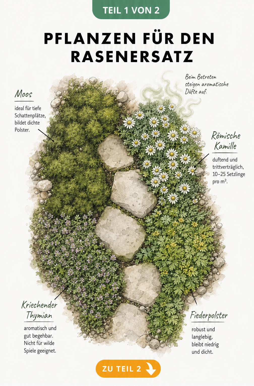 Handgezeichnete Illustration von Rasenersatzpflanzen wie Moos, Römische Kamille, Thymian und Fiederpolster zwischen Trittsteinen.