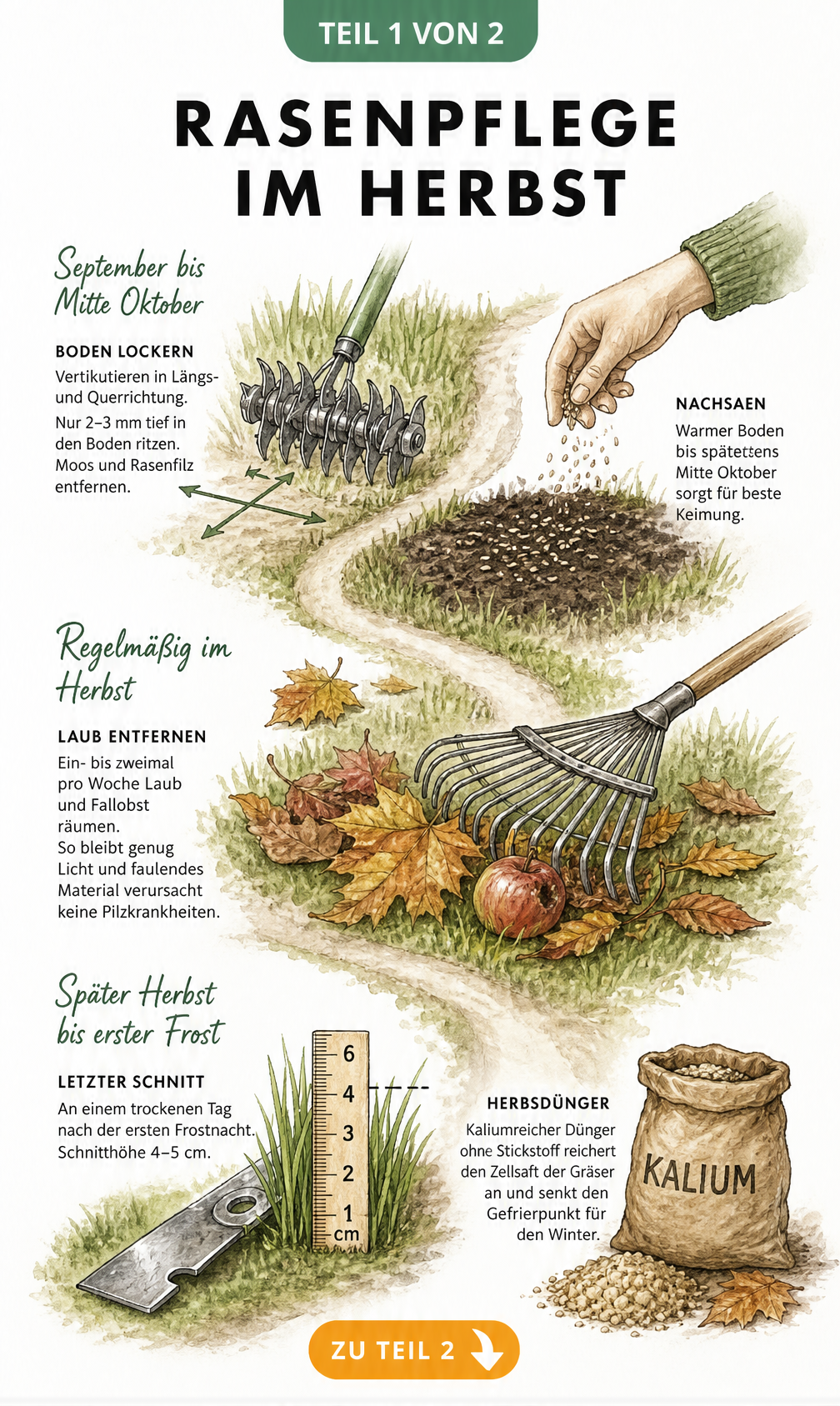 Aquarell-Illustration eines Gartenwegs, der die Schritte der Rasenpflege im Herbst von September bis zum ersten Frost zeigt