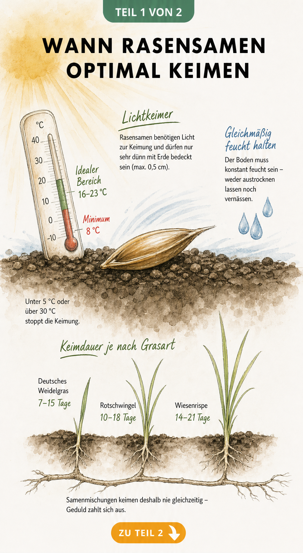 Botanische Illustration eines Rasensamens mit Thermometer, das die optimale Keimtemperatur zwischen 16 und 23 Grad Celsius zeigt, sowie einem Zeitstrahl zur...