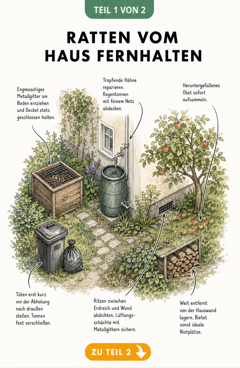 Illustration eines Gartens am Haus mit Tipps, um Ratten fernzuhalten, wie Kompost sichern, Mülltonnen verschließen und Fallobst aufsammeln
