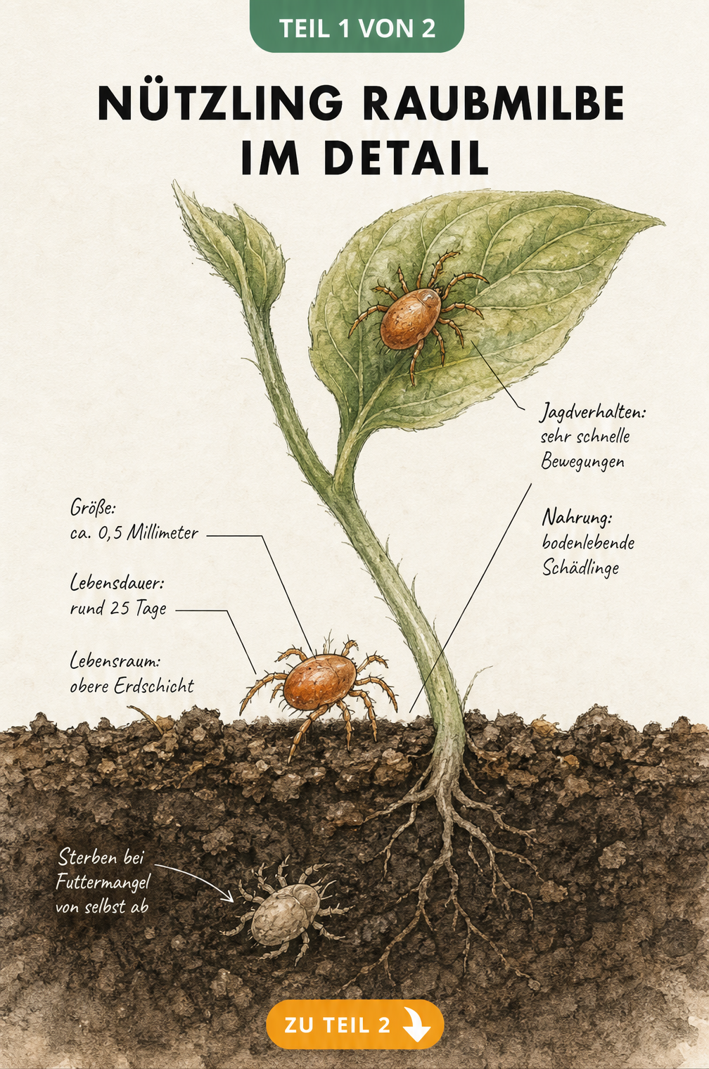 Detaillierte Illustration einer Raubmilbe auf Blumenerde und Blatt mit Fakten zu Größe, Lebensdauer und Jagdverhalten