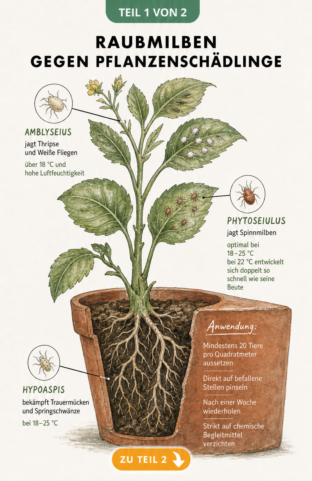 Botanische Illustration einer Topfpflanze im Querschnitt, die den Einsatzort verschiedener Raubmilben-Arten gegen Pflanzenschädlinge zeigt.