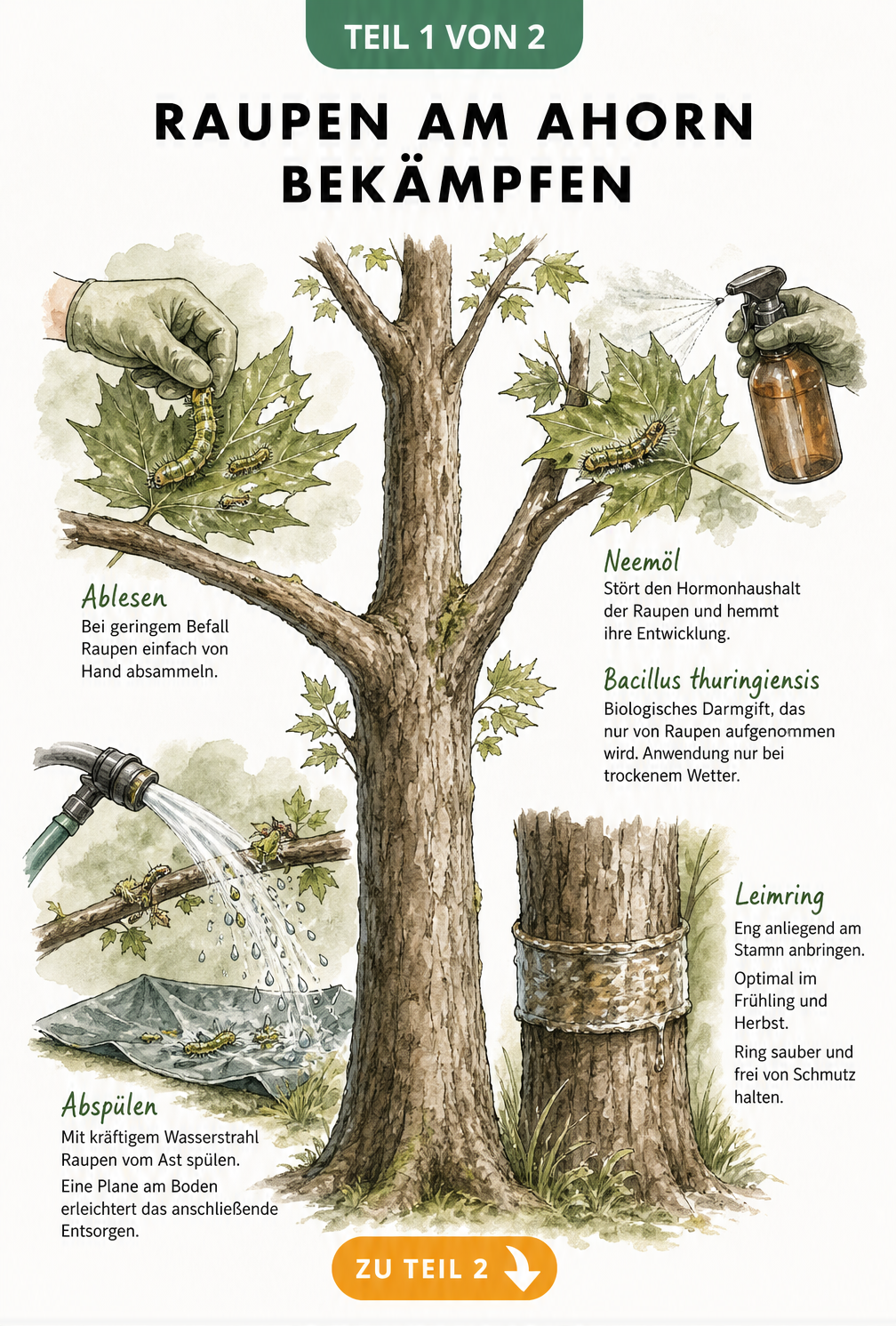 Illustration eines Ahornbaums mit vier Methoden zur Raupenbekämpfung: Absammeln, Wasserstrahl, Leimring und biologische Spritzmittel.
