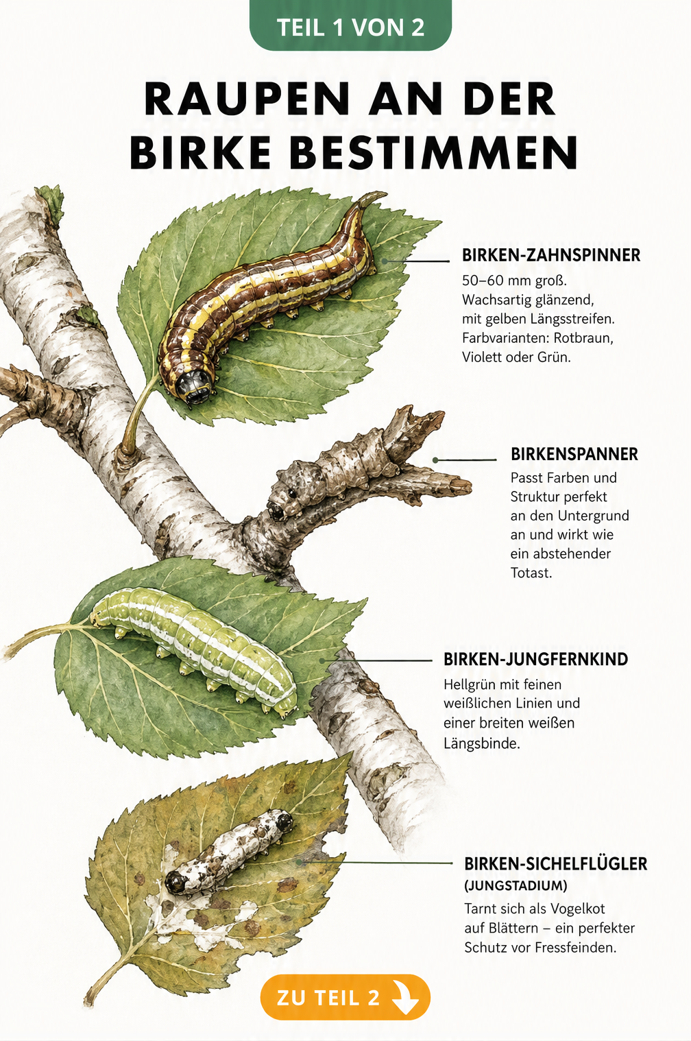 Illustration eines Birkenastes mit vier verschiedenen Raupenarten: Birken-Zahnspinner, Birkenspanner, Birken-Jungfernkind und Birken-Sichelflügler in ihrem...
