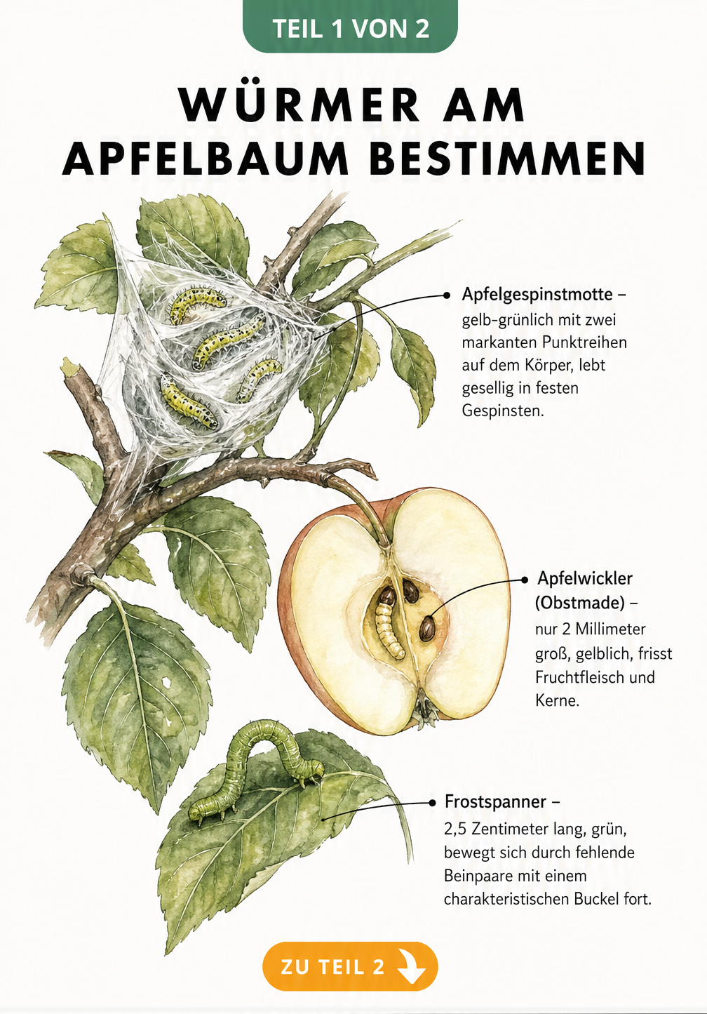 Illustration eines Apfelzweigs mit Apfelwickler, Apfelgespinstmotte und Frostspanner