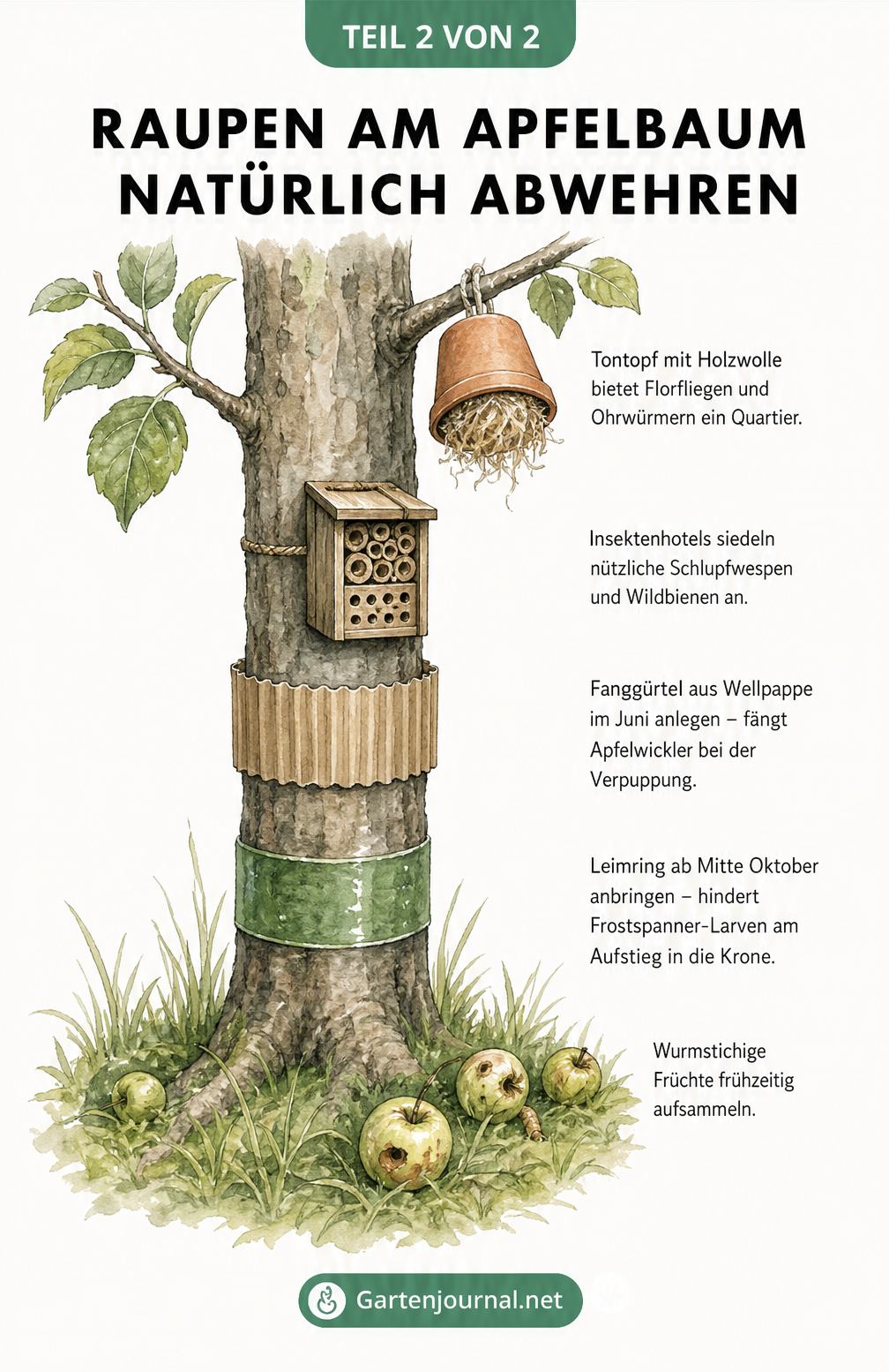 Skizze eines Apfelbaums mit natürlichen Abwehrmaßnahmen wie Leimring, Fanggürtel und Insektenhotel