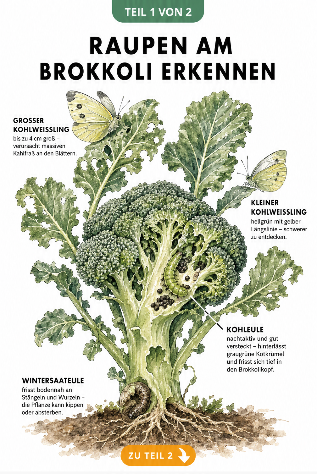 Illustration verschiedener Raupenarten am Brokkoli wie Großer und Kleiner Kohlweißling, Kohleule und Wintersaateule mit Fraßspuren
