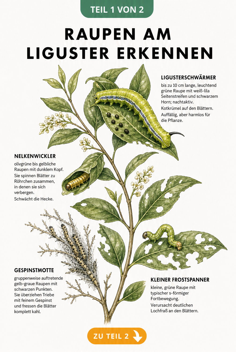 Illustration eines Ligusterzweigs mit vier Raupenarten: Ligusterschwärmer, Nelkenwickler, Gespinstmotte und Kleiner Frostspanner mit ihren typischen Fraßspuren.