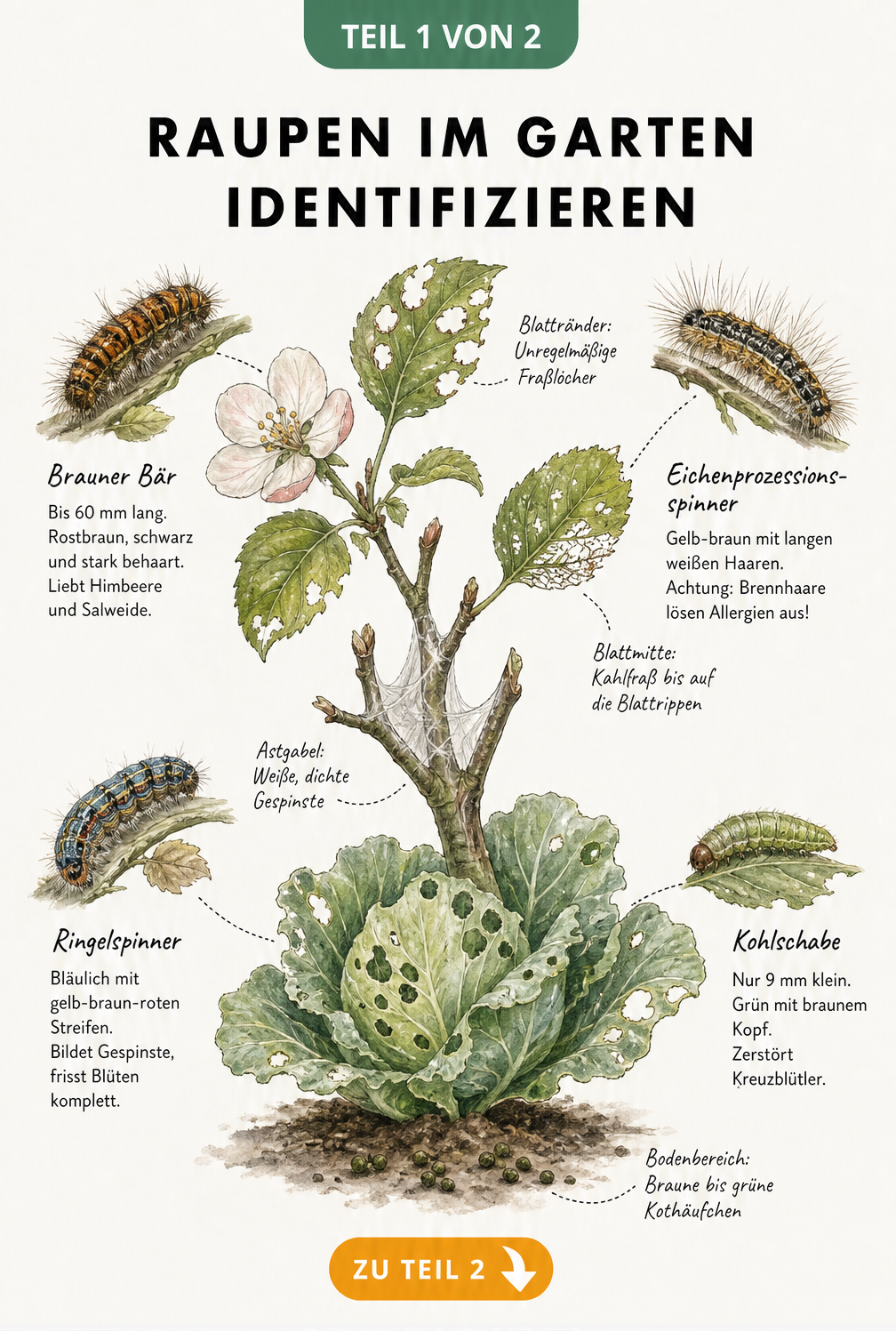 Botanische Illustration einer angefressenen Pflanze mit vier Raupenarten und deren typischen Fraßspuren