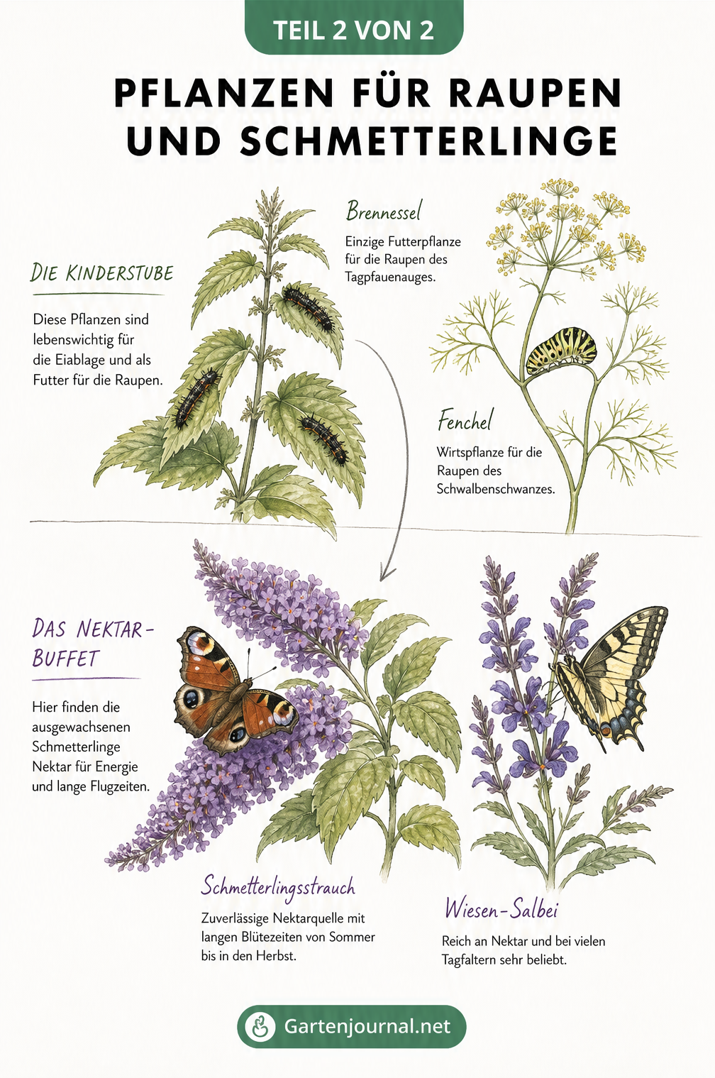 Illustration von Raupenfutterpflanzen wie Brennnessel und Nektarpflanzen wie Schmetterlingsstrauch