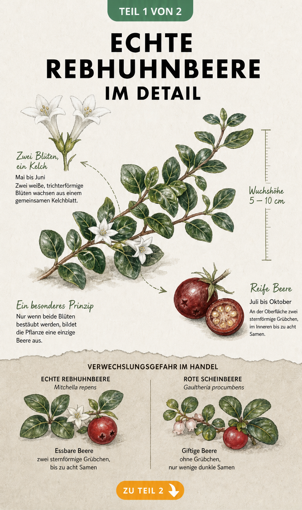 Botanische Illustration der Echten Rebhuhnbeere mit weißen Blüten, roter Beere und Gegenüberstellung zur giftigen Scheinbeere