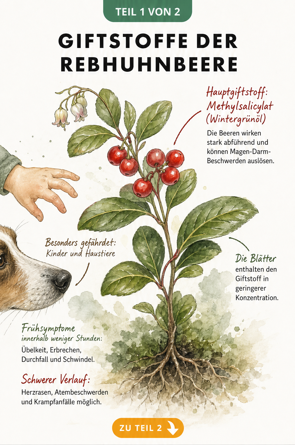Botanische Illustration der Rebhuhnbeere mit Hinweisen auf den Giftstoff Methylsalicylat und Vergiftungssymptome bei Kindern und Hunden
