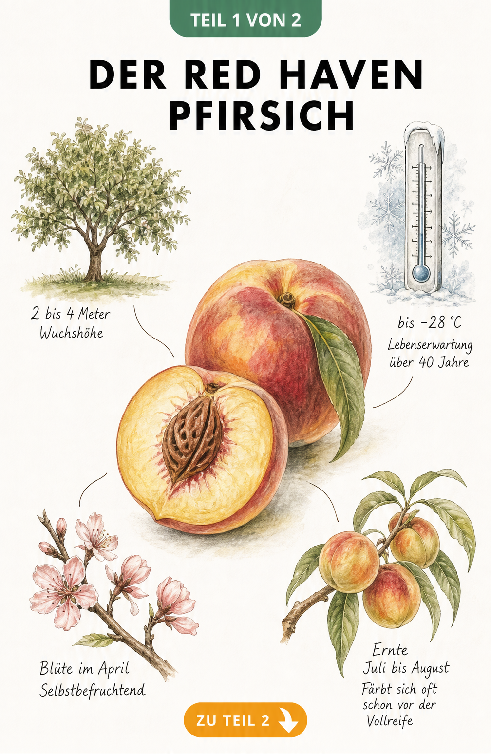 Botanische Illustration des Red Haven Pfirsichs mit Blüte, Frucht und Wuchshöhe