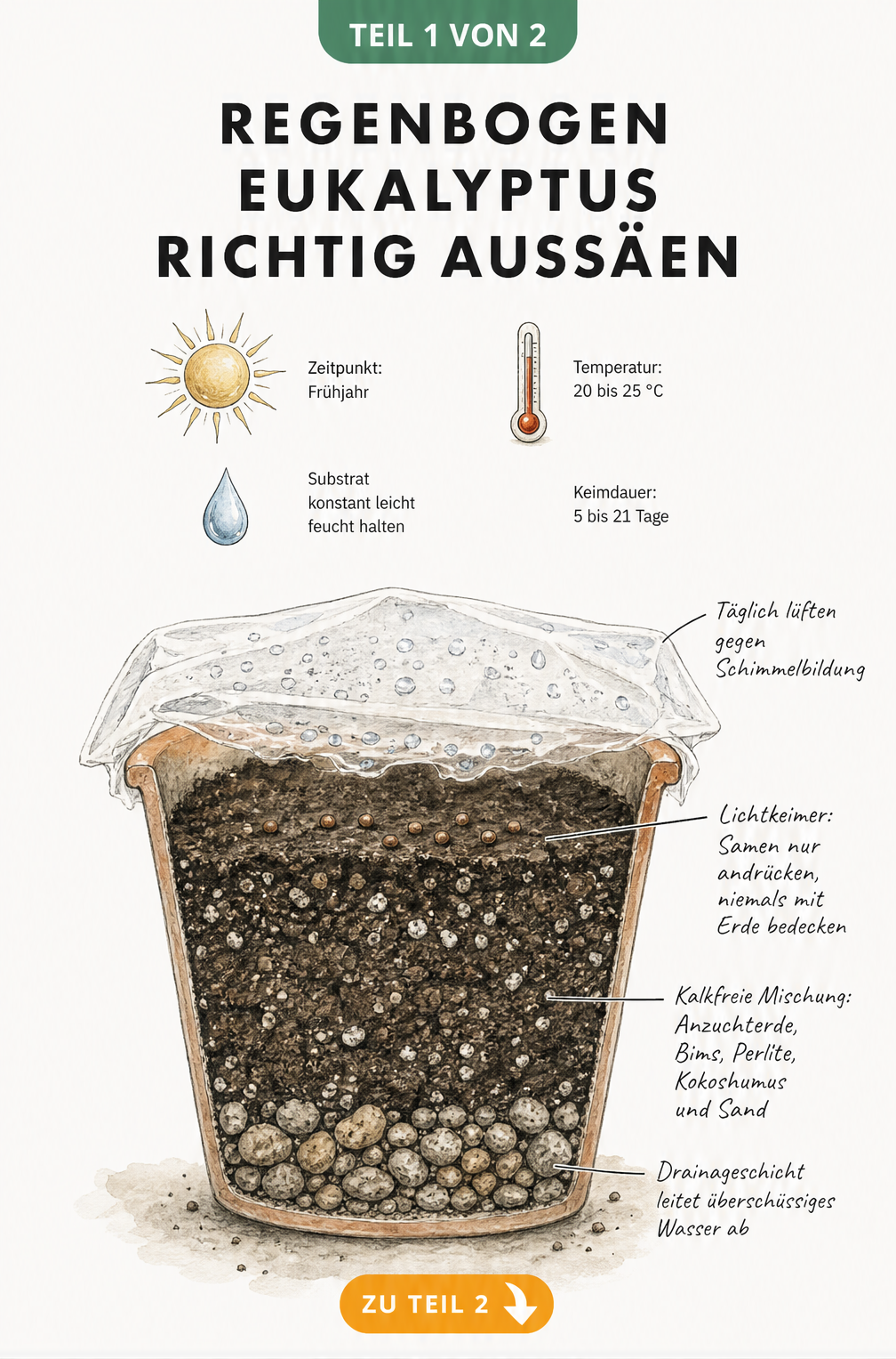 Querschnitt eines Anzuchttopfes mit Drainageschicht, Substrat und Samen des Regenbogen Eukalyptus