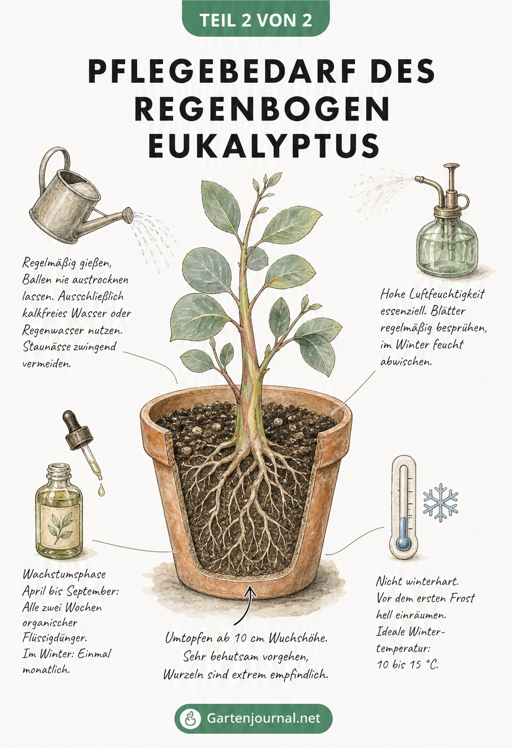Illustration einer Regenbogen Eukalyptus Jungpflanze im Terrakotta-Topf mit Pflegehinweisen zu Gießen, Düngen und Überwintern
