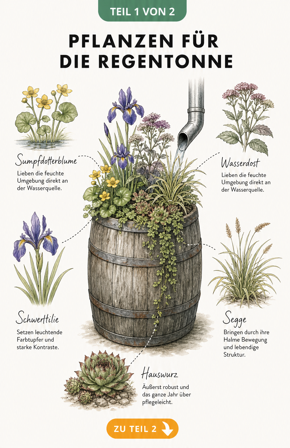 Botanische Illustration einer bepflanzten Regentonne mit Sumpfdotterblume, Wasserdost, Schwertlilie, Segge und Hauswurz
