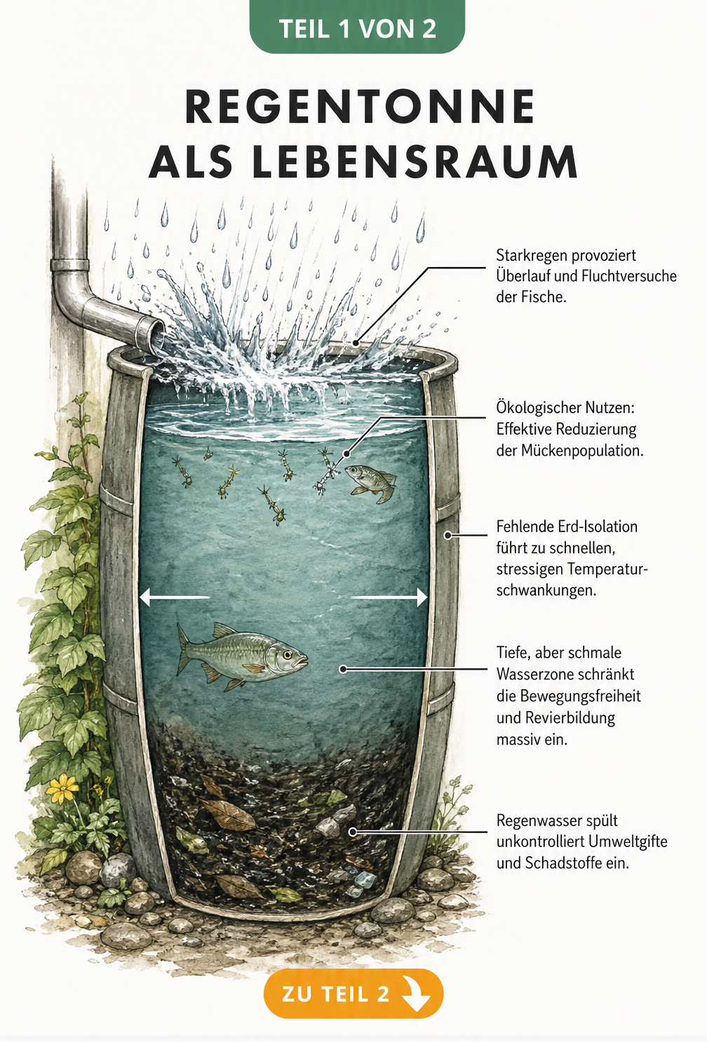 Querschnitt einer Regentonne, der die Probleme für Fische wie Schadstoffe, Enge und Temperaturschwankungen zeigt