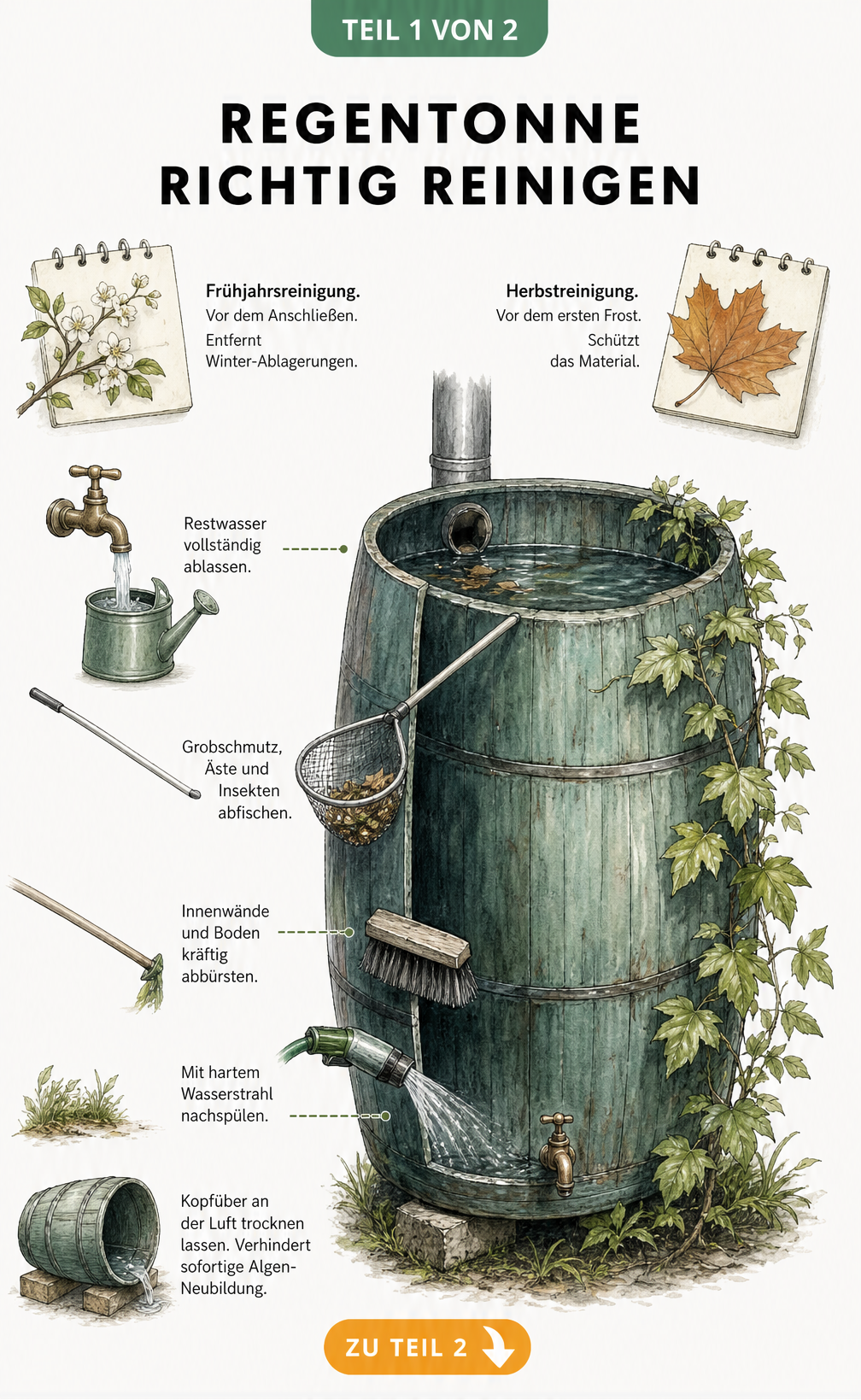 Illustration der schrittweisen Reinigung einer Regentonne im Frühjahr und Herbst mit Gießkanne, Kescher und Bürste