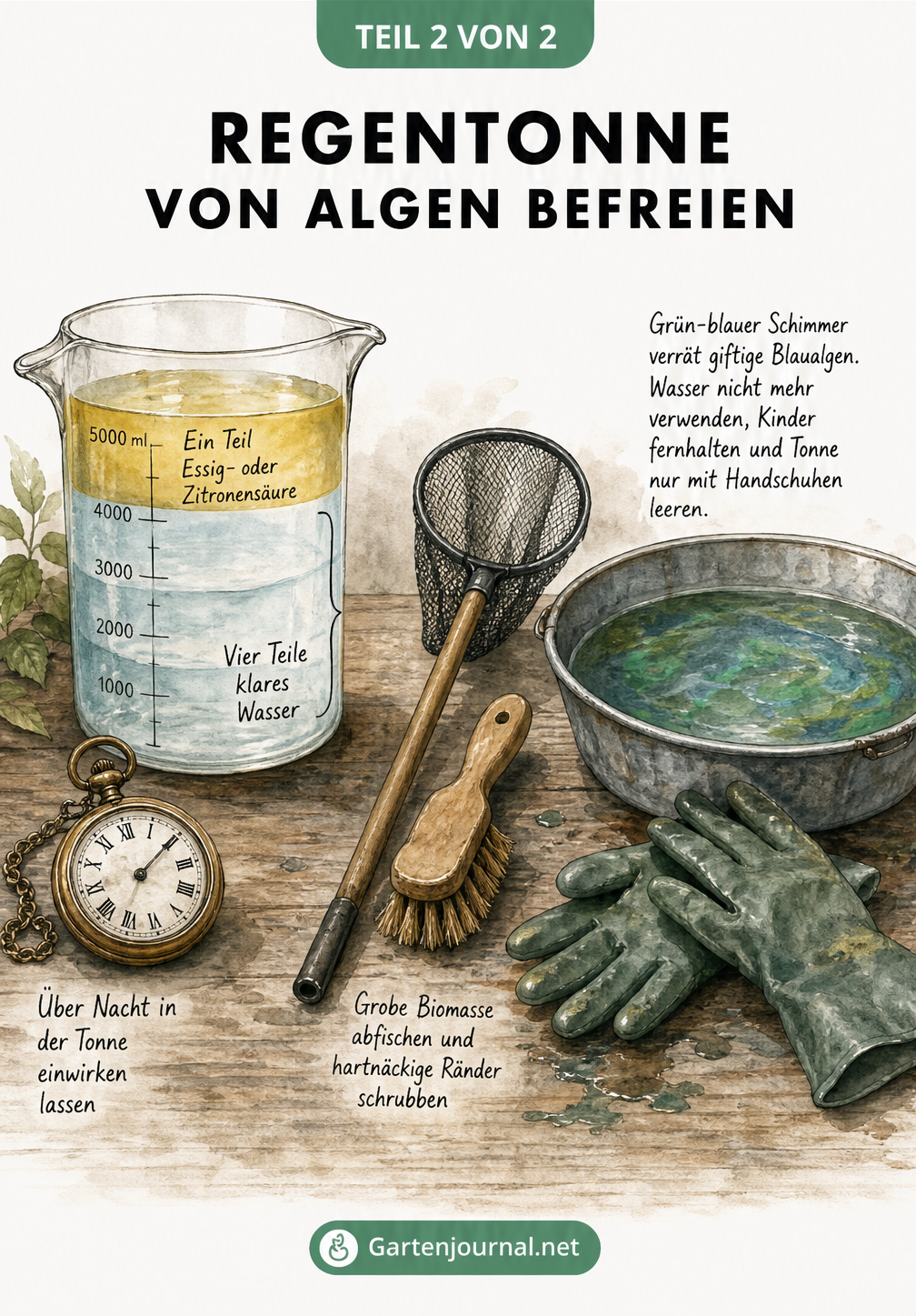 Illustration von Hausmitteln wie Essig, einer Wurzelbürste und einem Kescher zur Reinigung einer Regentonne sowie Warnung vor Blaualgen