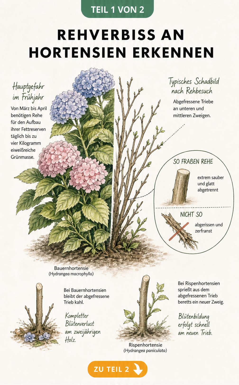 Illustration einer Hortensie, die links intakt ist und rechts typischen Rehverbiss mit glatt abgetrennten Zweigen zeigt.