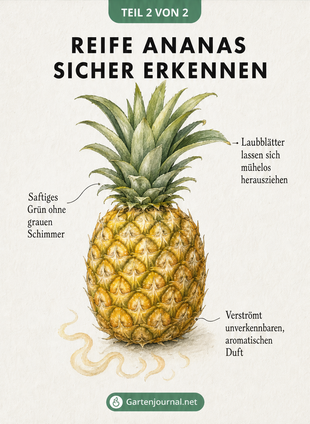 Illustration einer reifen, goldgelben Ananas mit Hinweisen zu Duft, Blattfarbe und leicht lösbaren Blättern