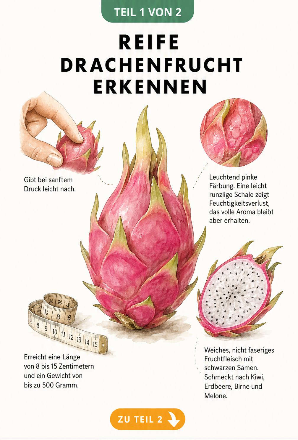 Illustration einer pinken Drachenfrucht mit Hinweisen zur Reifeerkennung durch Drucktest, Schalenstruktur, Größe und Fruchtfleisch