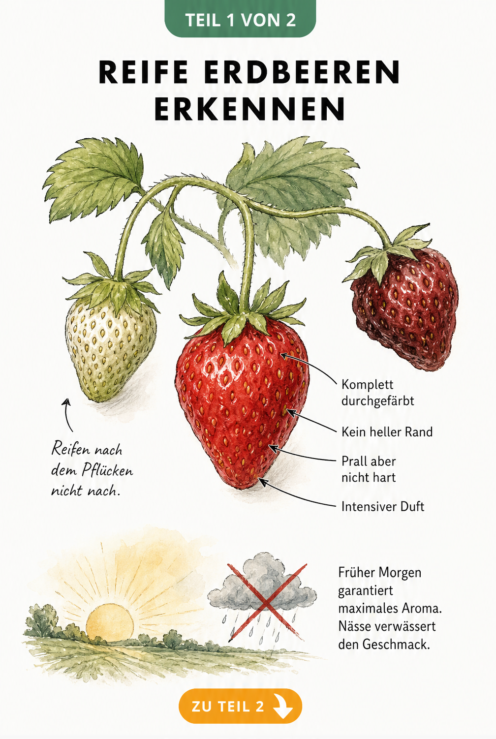 Illustration von drei Erdbeeren in verschiedenen Reifestadien am Zweig
