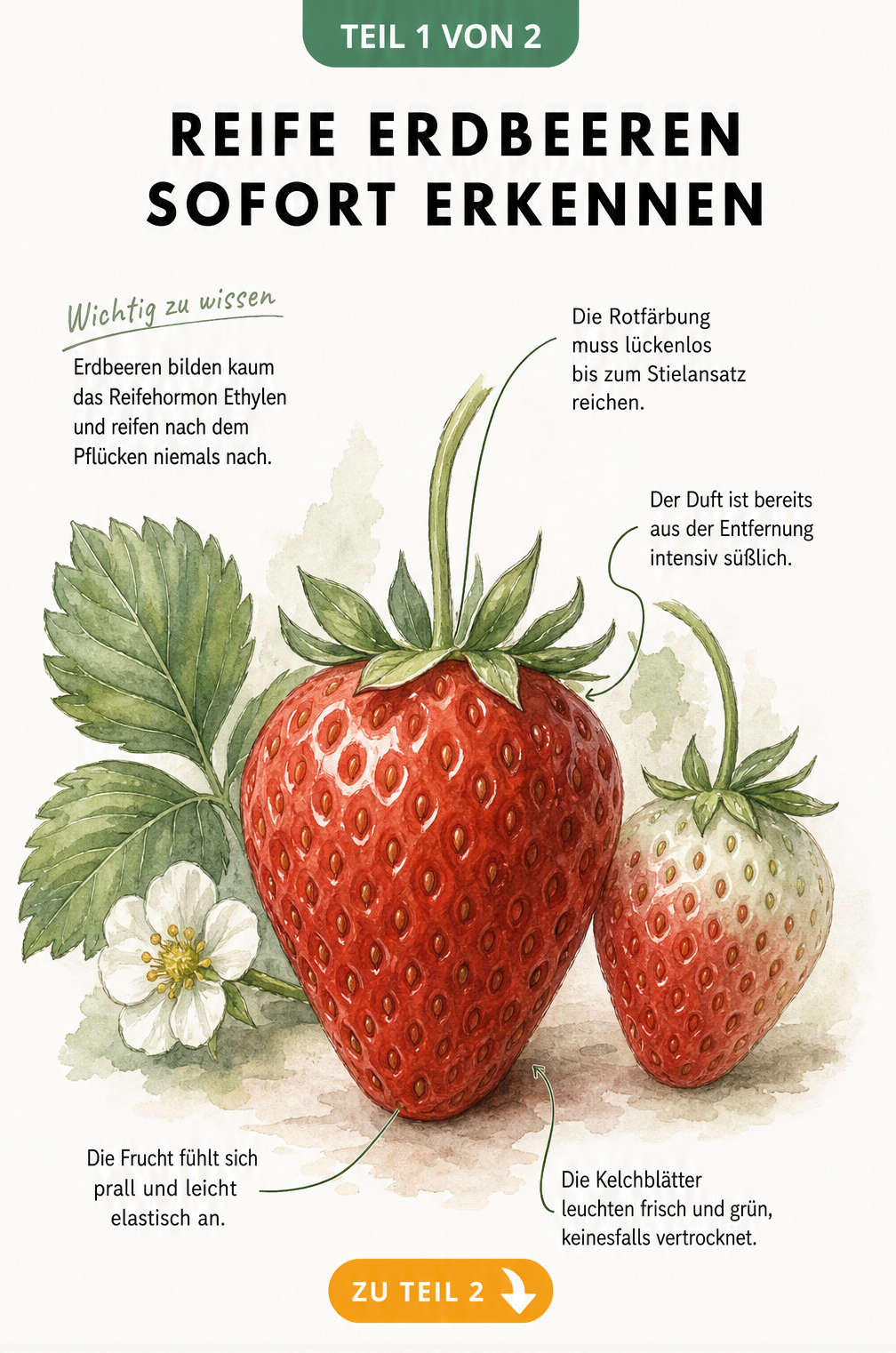 Botanische Illustration einer reifen, tiefroten Erdbeere neben einer unreifen Frucht mit grün-weißem Rand, inklusive Erklärungen zu Reifemerkmalen.