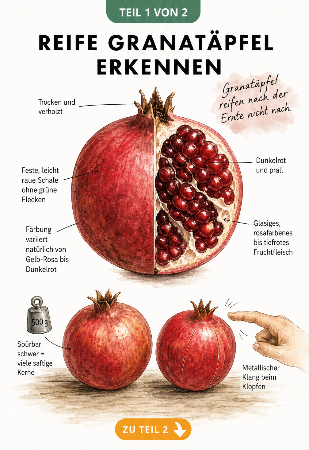 Botanische Illustration eines Granatapfels im Querschnitt mit Hinweisen zu Schale, Kernen und Reifegrad