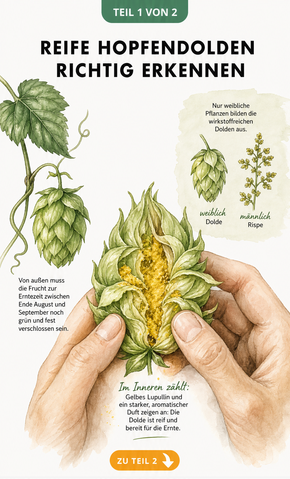 Botanische Illustration einer Hopfendolde, die in der Mitte aufgebrochen wird und gelbes Lupullin zeigt, daneben eine geschlossene grüne Dolde und der...