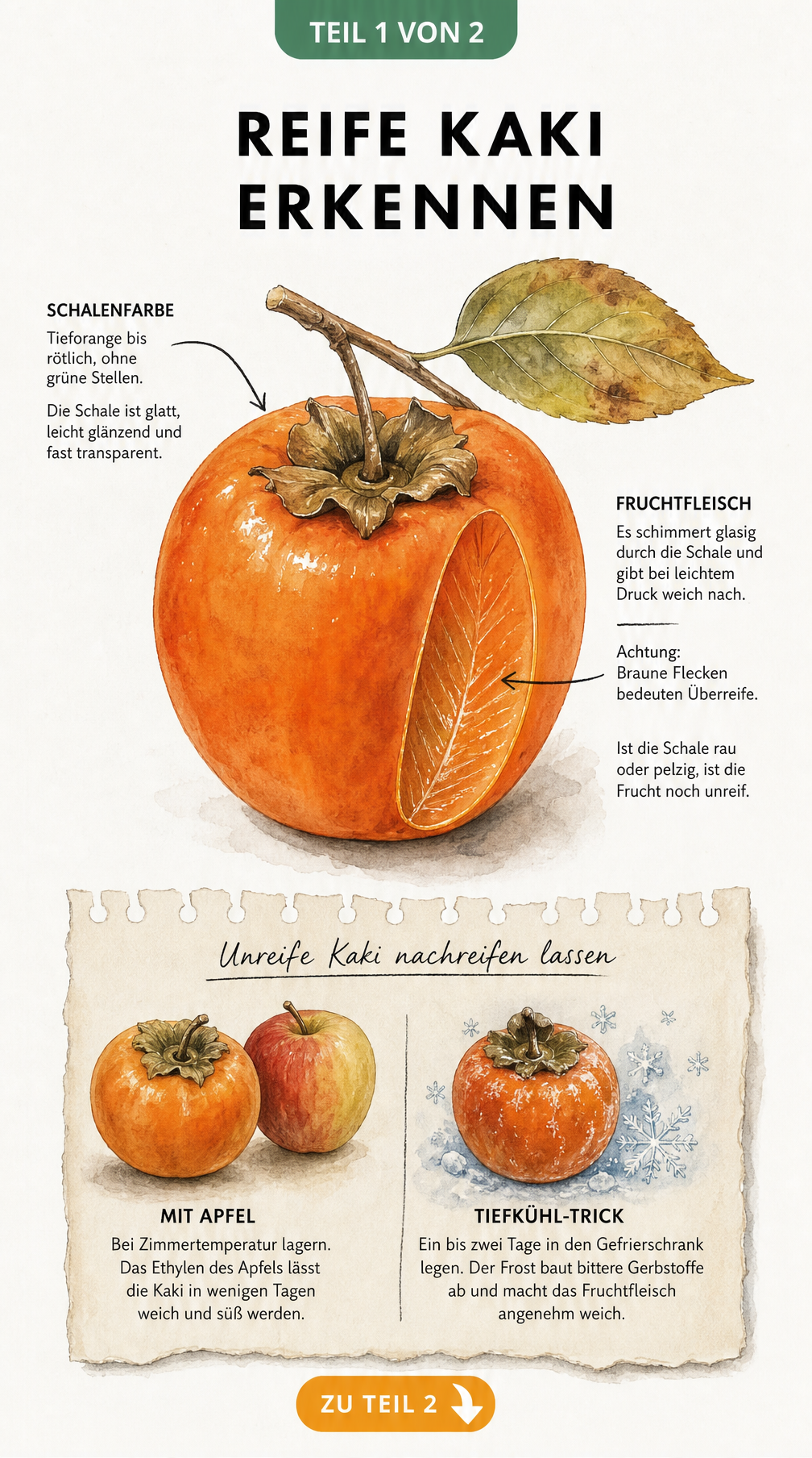 Illustration einer reifen Kaki mit Hinweisen zu Schale, Fruchtfleisch und Nachreifemethoden