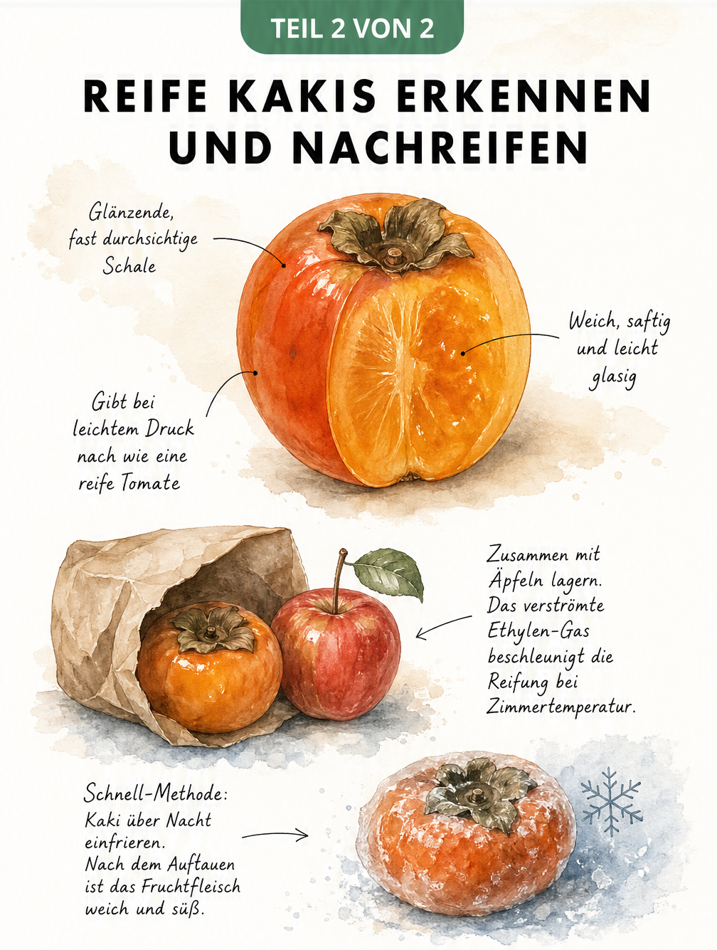 Illustration einer aufgeschnittenen Kaki mit Merkmalen der Reife und einer Papiertüte mit Kaki und Apfel zum Nachreifen.