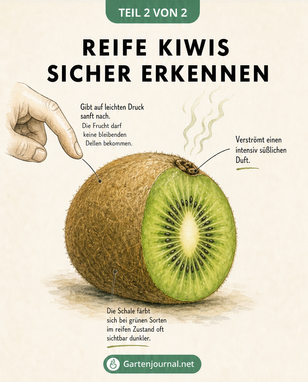 Detaillierte Zeichnung einer Kiwi mit Hinweisen zu Drucktest, Duft und Schalenfarbe zur Bestimmung der Reife