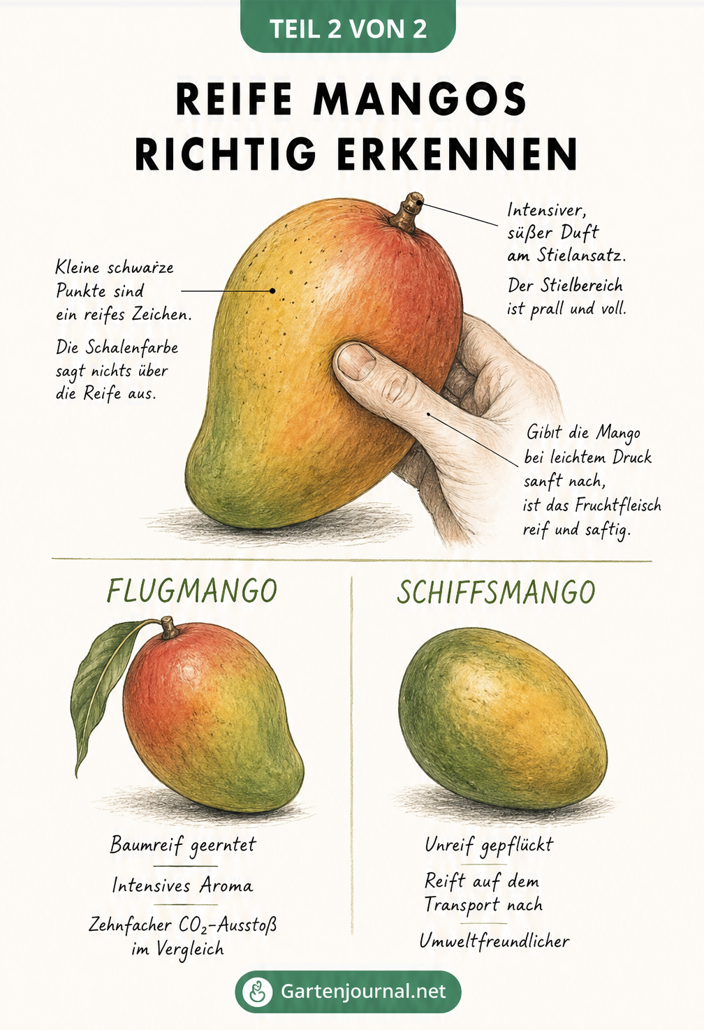 Handgezeichnete Illustration einer Mango mit Hinweisen zur Reifeerkennung wie süßem Duft und nachgebendem Fruchtfleisch, sowie einem Vergleich zwischen...
