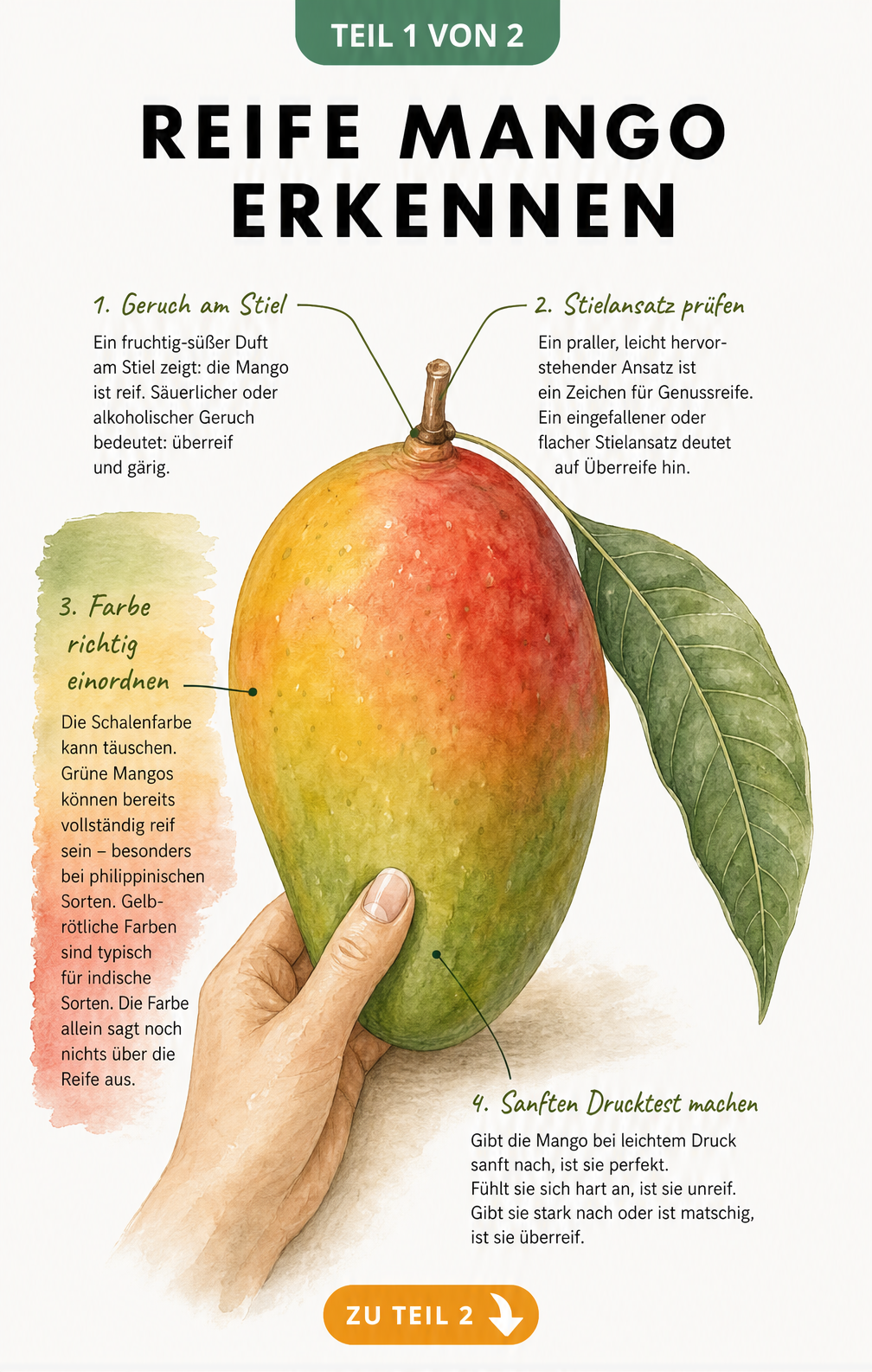 Illustration einer Mango mit Hinweisen zu Geruch, Farbe und Drucktest zur Bestimmung der Reife