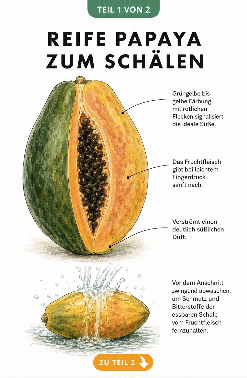 Botanische Illustration einer Papaya im Querschnitt, die Merkmale der Reife wie gelbe Schale, weiches Fruchtfleisch und süßlichen Duft zeigt.
