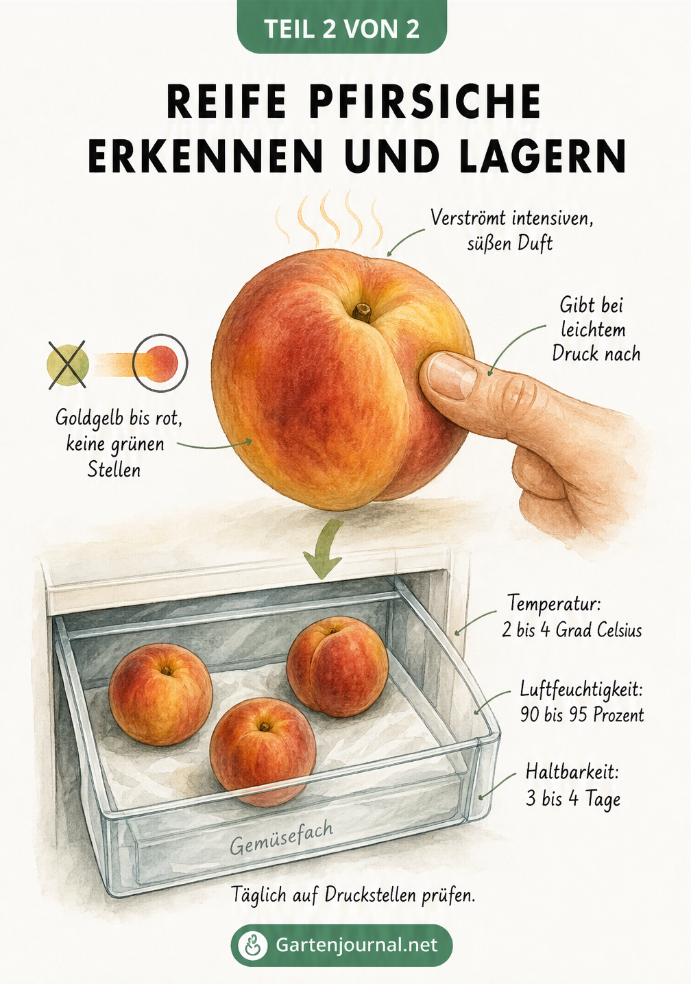 Grafik zur Erkennung reifer Pfirsiche durch Duft, Drucktest und Farbe sowie zur richtigen Lagerung im Kühlschrank