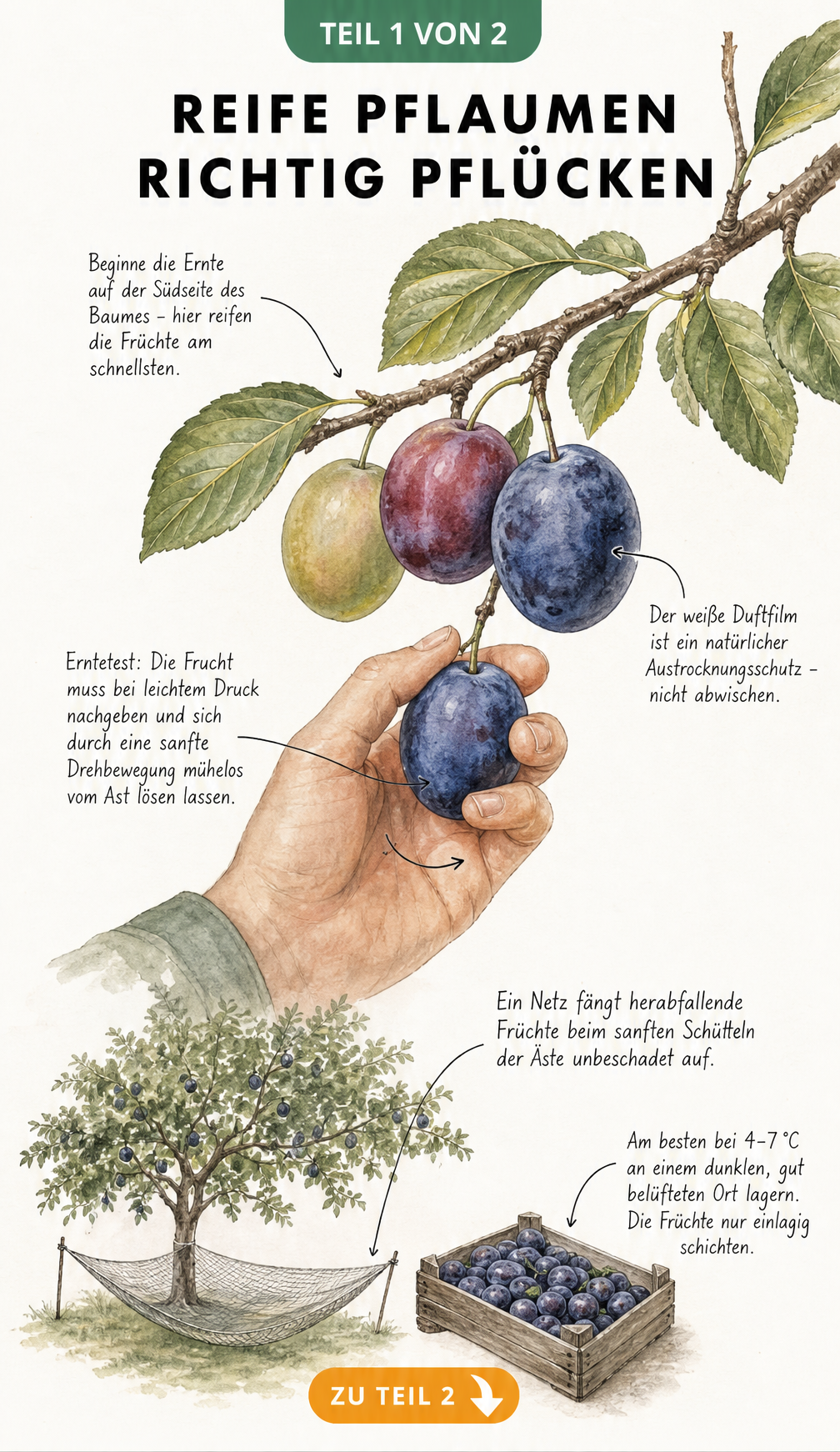 Botanische Illustration eines Pflaumenastes mit reifen Früchten, einer Hand beim Erntetest und Hinweisen zur Lagerung